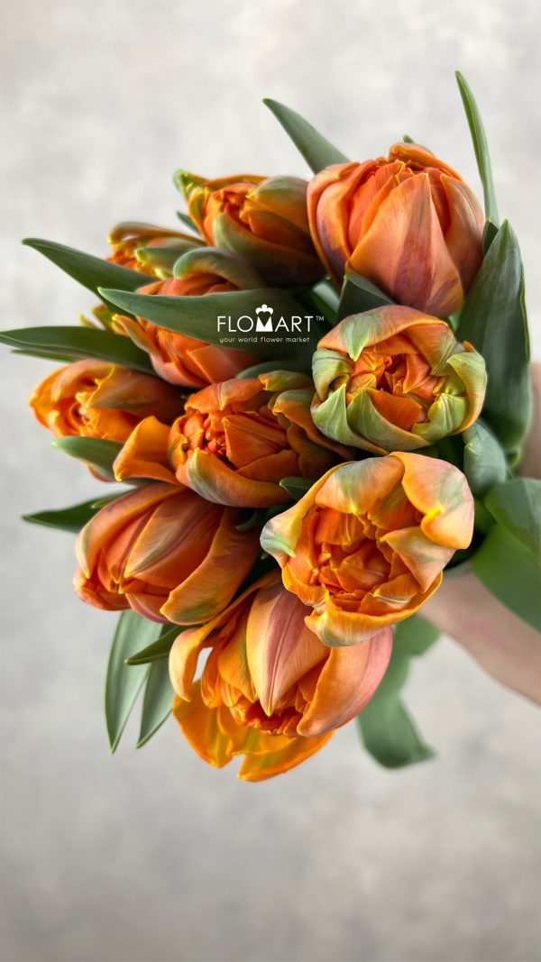 Tulip double Orange Princess