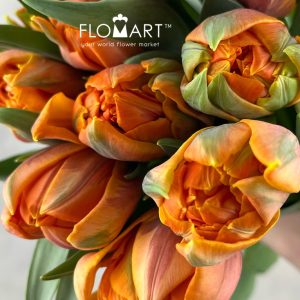 Tulip double Orange Princess - Image 2