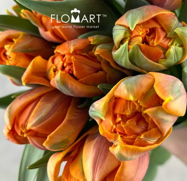Tulip double Orange Princess