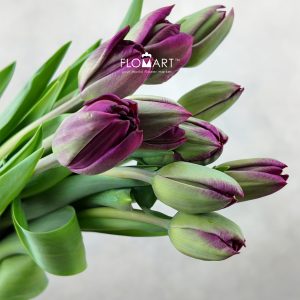 Tulip double Palmyra