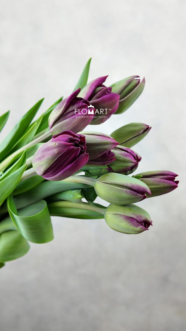 Tulip double Palmyra