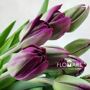 Tulip double Palmyra - Image 2