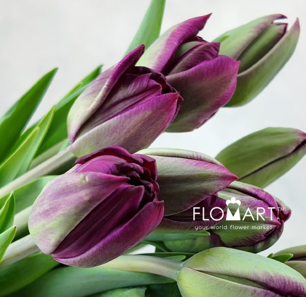 Tulip double Palmyra