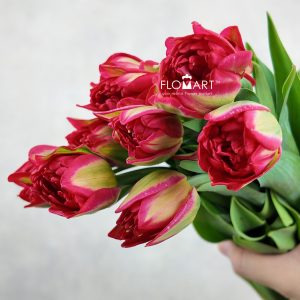 Tulip double Pamplona
