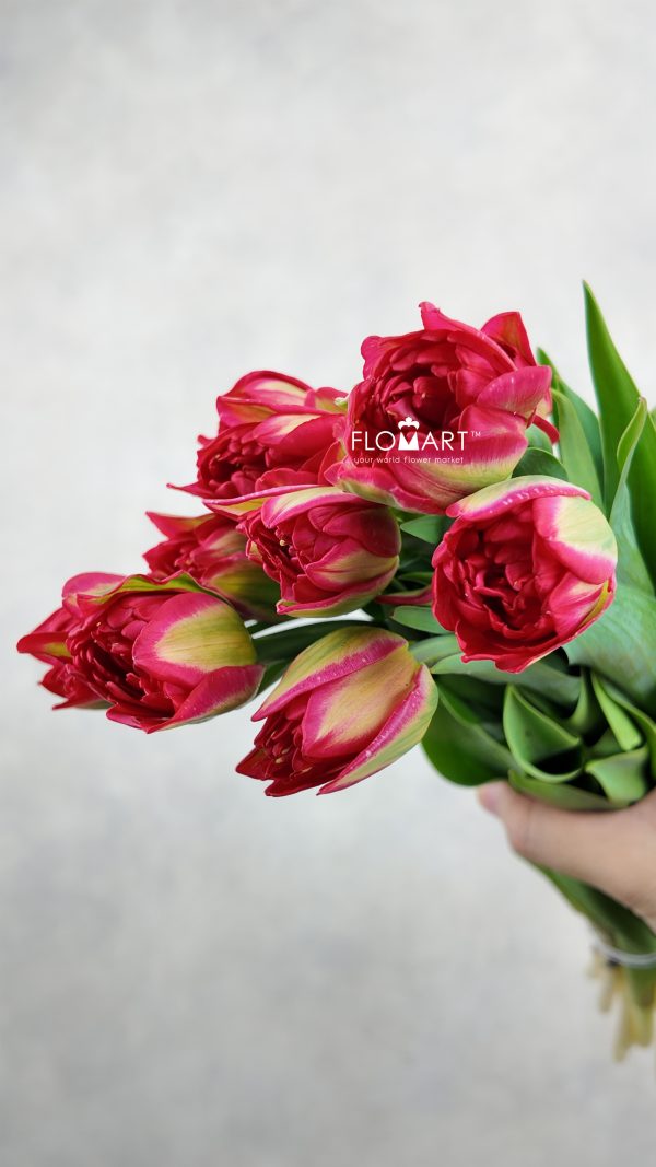 Tulip double Pamplona