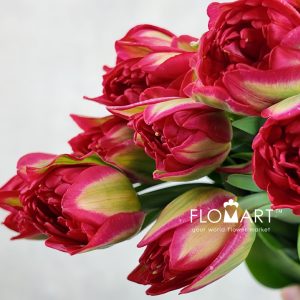 Tulip double Pamplona - Image 2