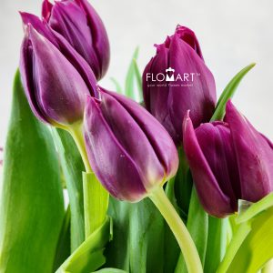 Tulip double Pontiac