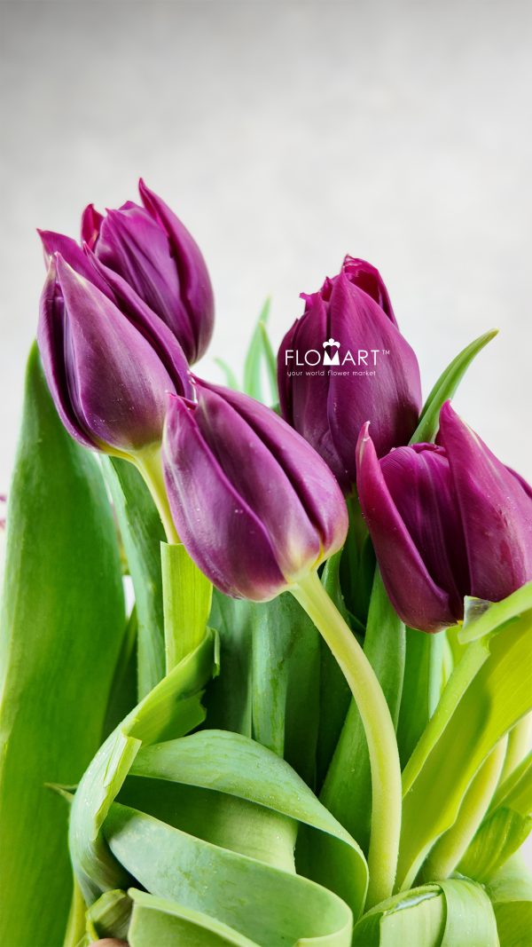 Tulip double Pontiac