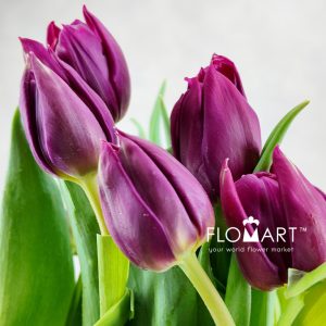 Tulip double Pontiac - Image 2