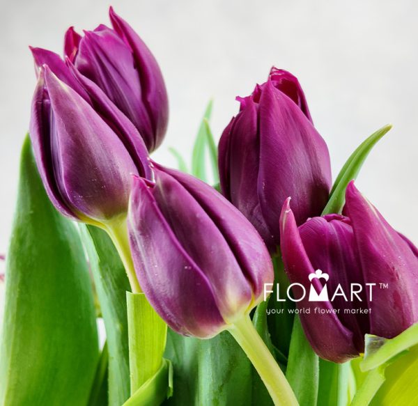 Tulip double Pontiac