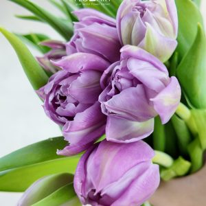 Tulip double Price