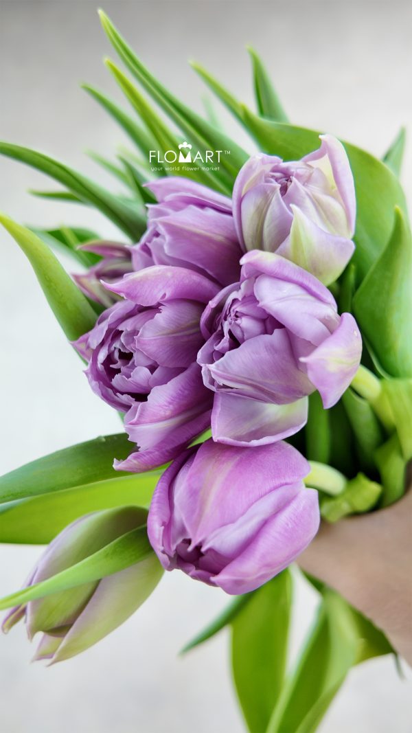 Tulip double Price