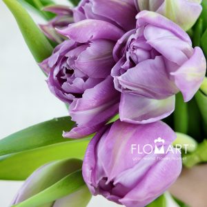 Tulip double Price - Image 2