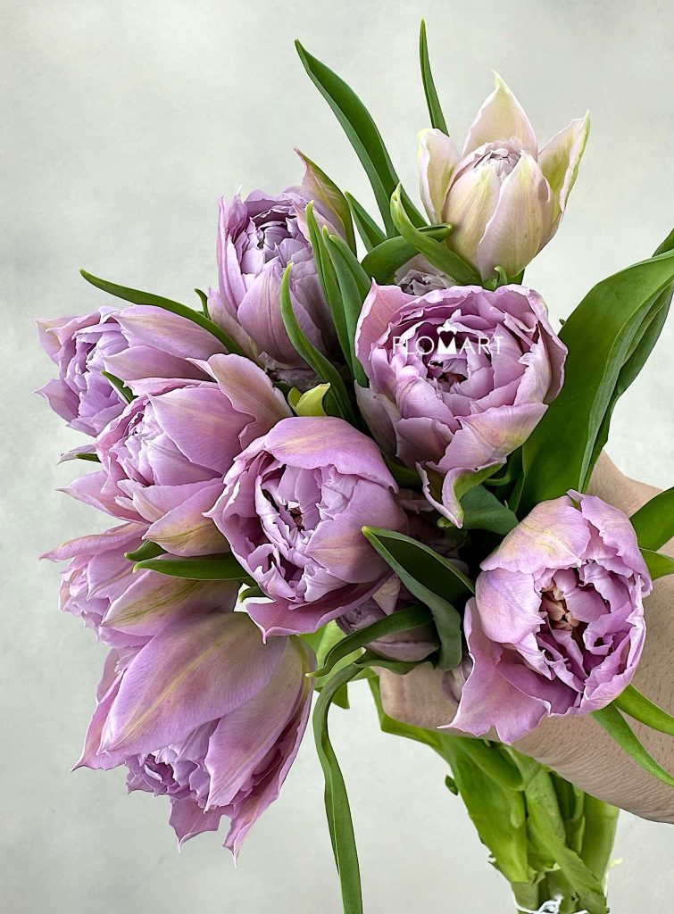 Tulip double Price