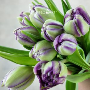 Tulip double Python