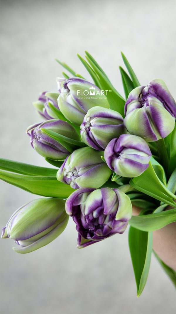 Tulip double Python