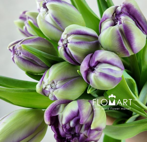Tulip double Python
