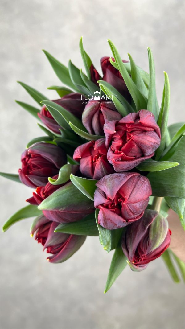Tulip double Red Princess