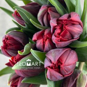 Tulip double Red Princess - Image 2
