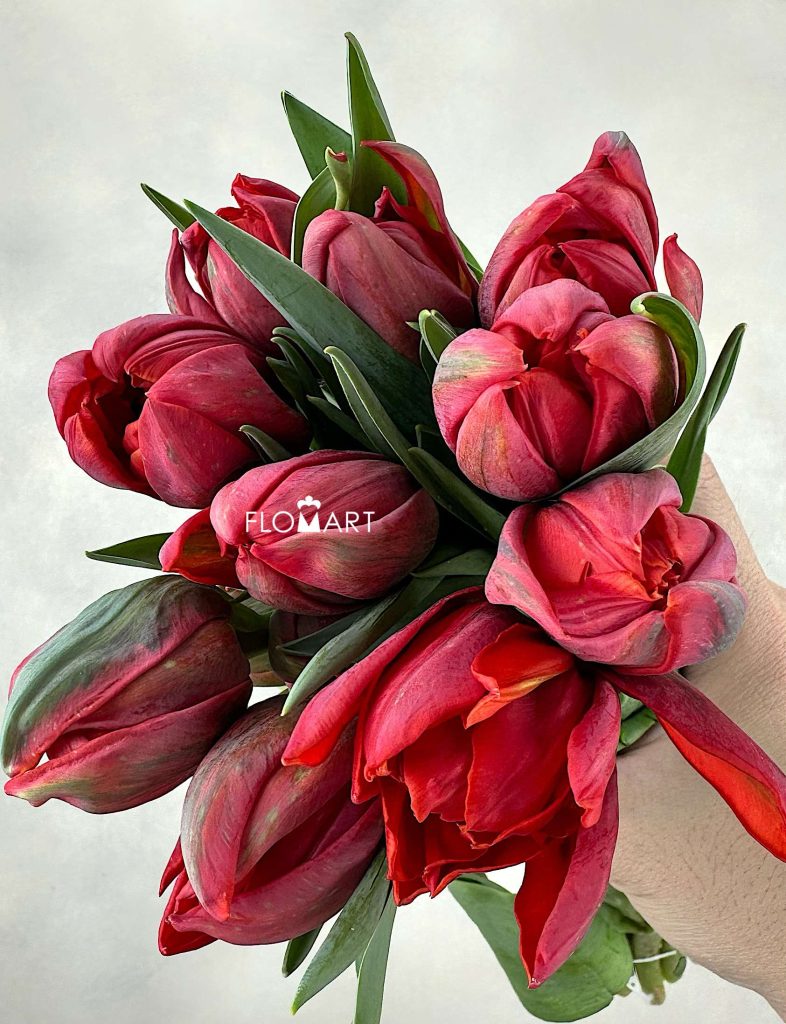 Tulip double Red Princess