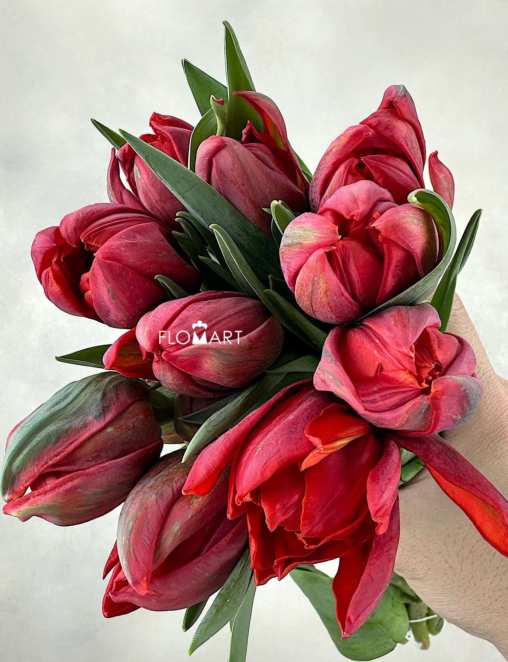 Tulip double Red Princess - Image 1