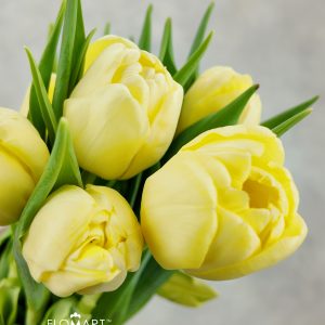 Tulip double Sweet Lemon