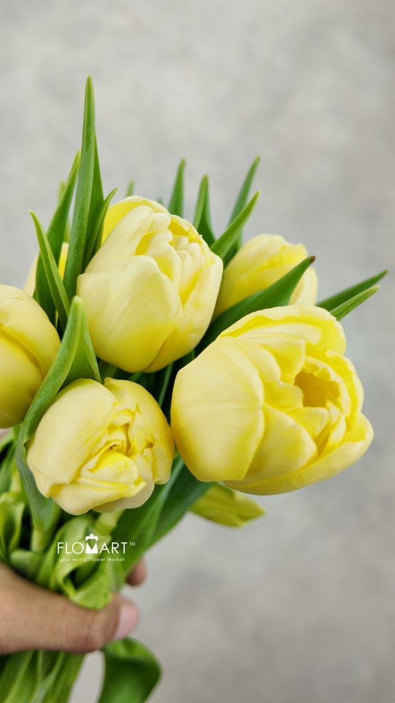 Tulip double Sweet Lemon