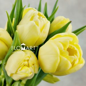 Tulip double Sweet Lemon - Image 2