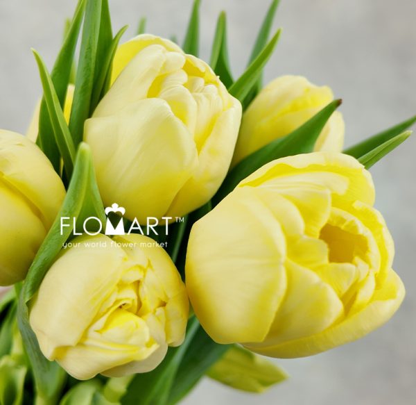 Tulip double Sweet Lemon