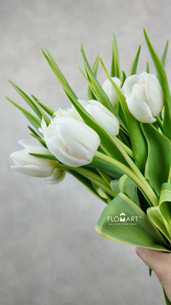 Tulip double The Edge