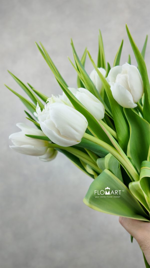 Tulip double The Edge