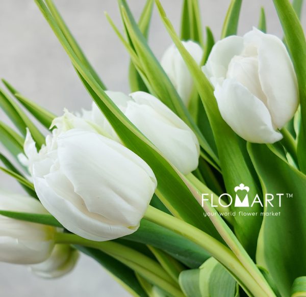 Tulip double The Edge
