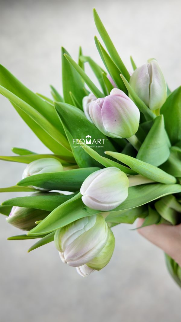 Tulip double Voque