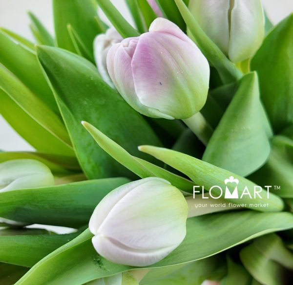 Tulip double Voque