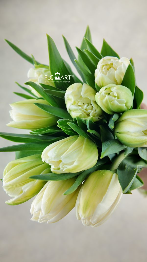 Tulip double White Foxfort