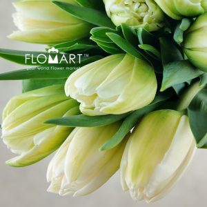 Tulip double White Foxfort - Image 2