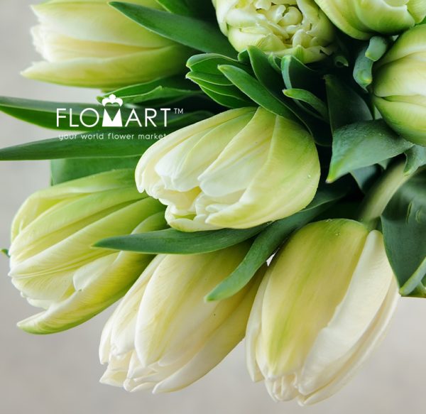 Tulip double White Foxfort