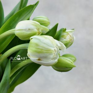 Tulip double White Mountain