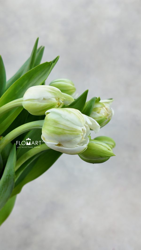 Tulip double White Mountain