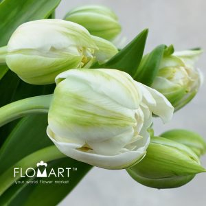 Tulip double White Mountain - Image 2
