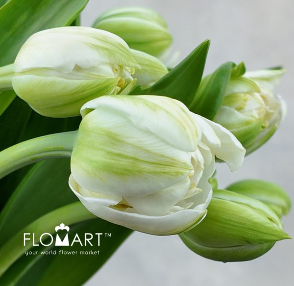 Tulip double White Mountain