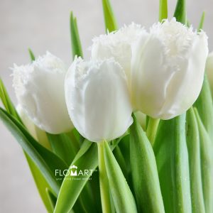 Tulip fringed Honeymoon
