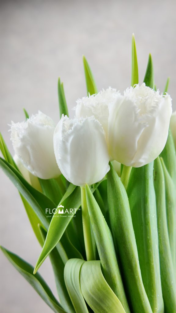 Tulip fringed Honeymoon