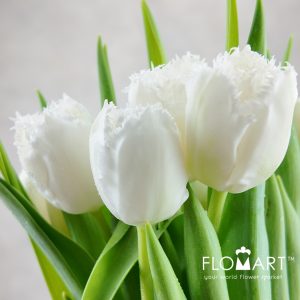 Tulip fringed Honeymoon - Image 2