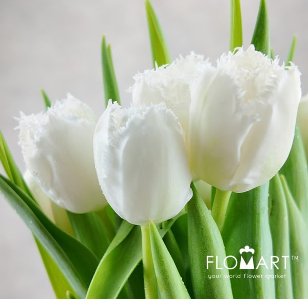 Tulip fringed Honeymoon