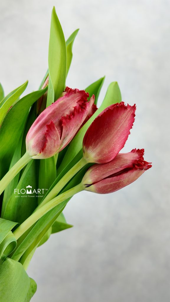 Tulip fringed Indiana