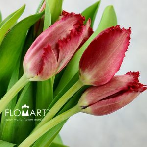 Tulip fringed Indiana - Image 2