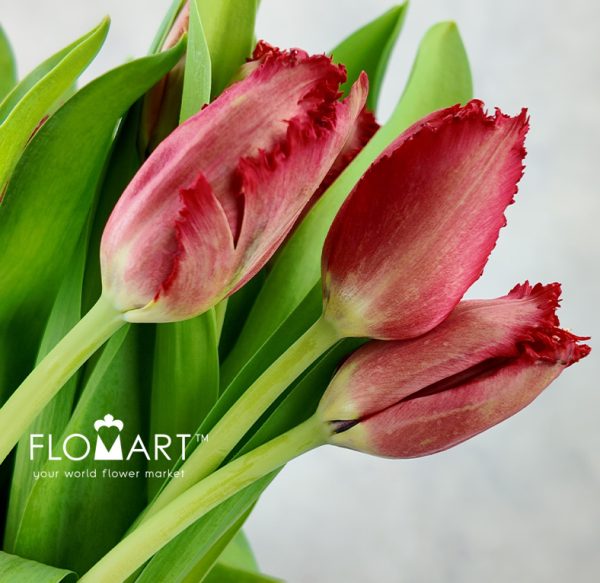 Tulip fringed Indiana