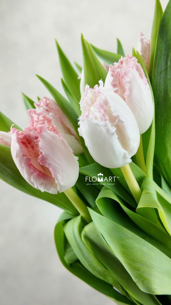 Tulip fringed Negligee