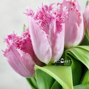 Tulip fringed Santanders